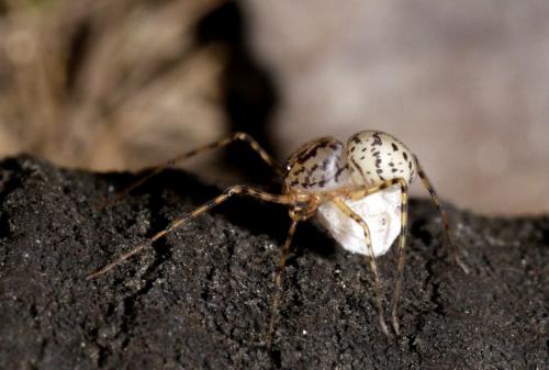 Réf. 190 404 : Scytodes thoracica